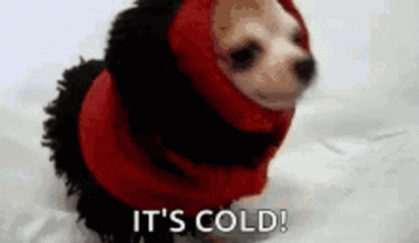 Small Dog Barking It's Cold Freezing GIF