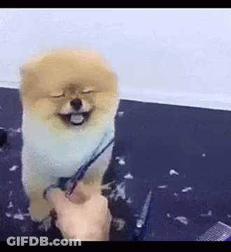 Small Dog Being Groomed With Scissors GIF