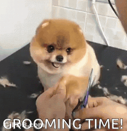 Small Dog Being Groomed With Scissors GIF