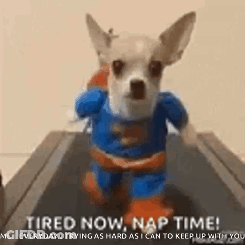 Small Dog Dressed As Superman Running GIF