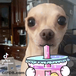 Small Dog Drinking From Cup With Straw GIF