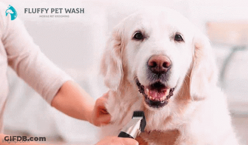 Small Dog Groomed By Fluffy Pet Wash Mobile GIF