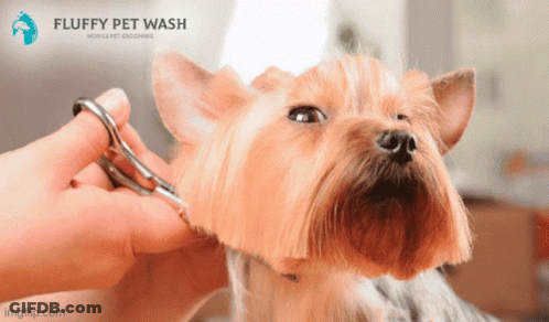 Small Dog Groomed By Fluffy Pet Wash Mobile GIF