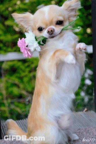 Small Dog Holding Flower In Mouth GIF