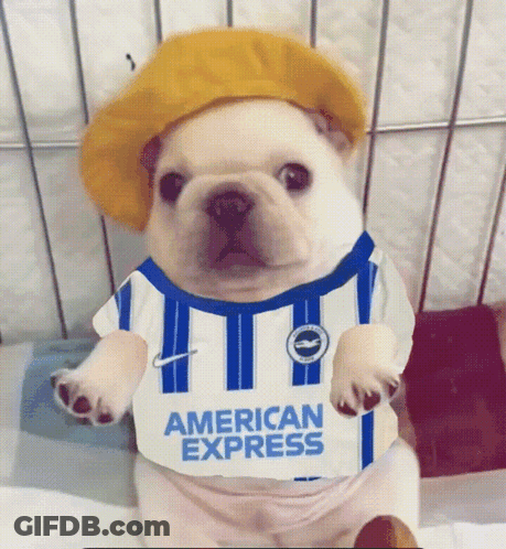 Small Dog In American Express Shirt GIF