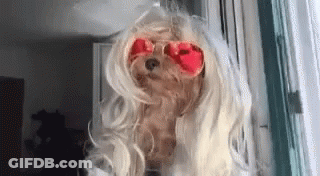 Small Dog In Blonde Wig And Red Sunglasses By Window GIF