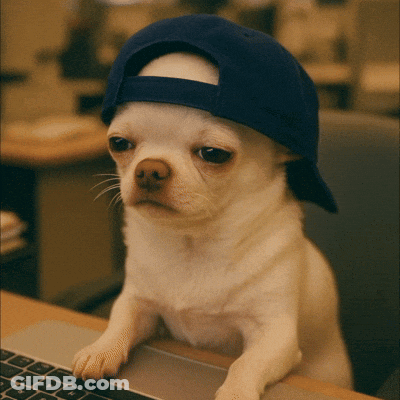 Small Dog In Blue Hat At Laptop GIF