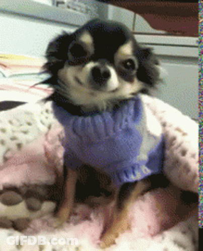 Small Dog In Blue Sweater Saying Snoop GIF