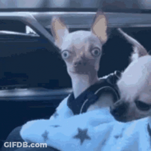 Small Dog In Blue Sweater Sitting In Car GIF