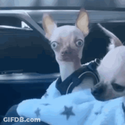 Small Dog In Blue Sweater Sitting In Car GIF