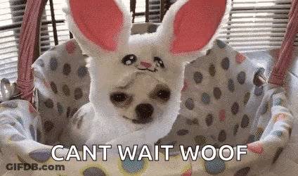Small Dog In Bunny Costume In Basket GIF