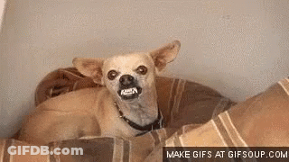 Small Dog In Dog Bed Mouth Open Looking At Camera GIF