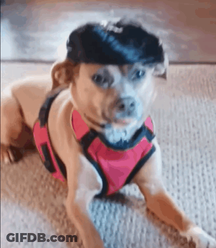 Small Dog In Pink Harness And Black Wig GIF