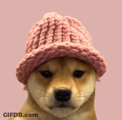 Small Dog In Pink Knitted Hat GIF
