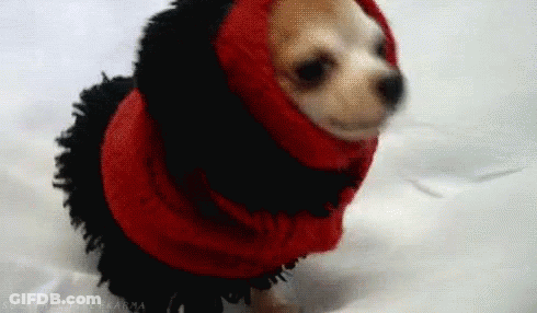 Small Dog In Red And Black Hooded Outfit GIF
