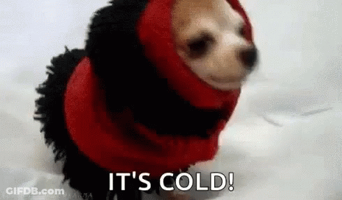 Small Dog In Red Jacket And Scarf Standing In Snow GIF