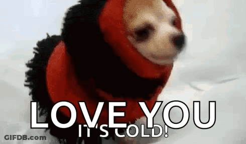 Small Dog In Red Sweater Saying Love You It's Cold GIF