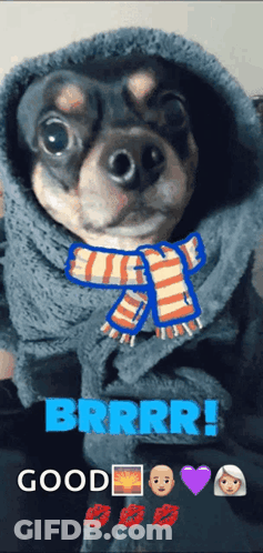 Small Dog In Scarf And Hoodie Saying Brrr GIF