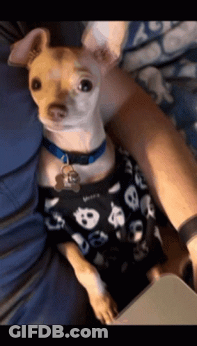 Small Dog In Skull Shirt Looking At Camera GIF