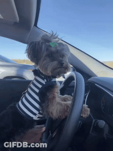 Small Dog In Striped Shirt Driving GIF