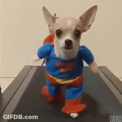 Small Dog In Superman Costume Running On Treadmill GIF