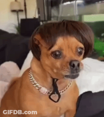 Small Dog In Wig And Necklace On Bed GIF