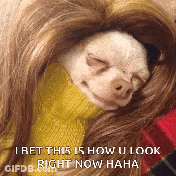 Small Dog In Wig And Yellow Sweater GIF
