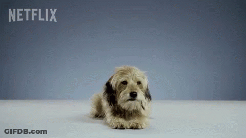 Small Dog Laying Down With Netflix Logo GIF