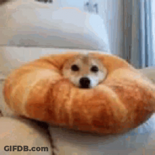 Small Dog Laying In Croissant On Couch GIF