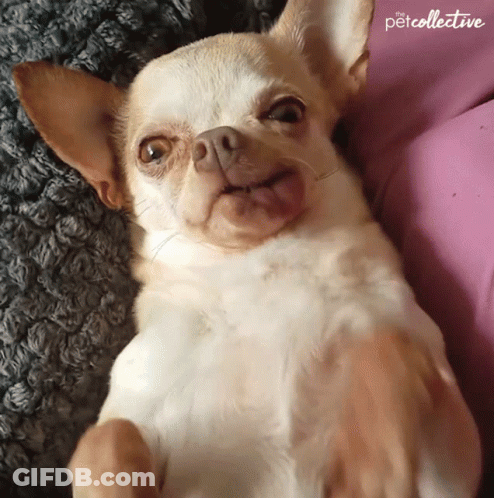 Small Dog Laying On Back Petcollective GIF