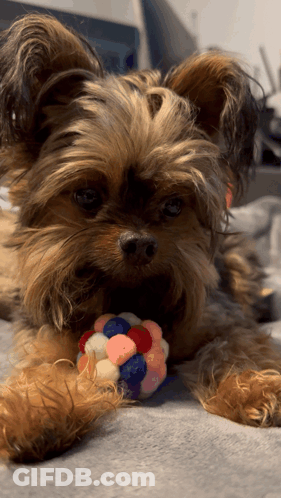 Small Dog Laying On Bed With Toy GIF
