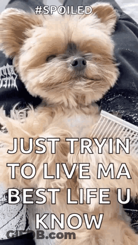 Small Dog Laying On Lap Says Just Tryin To Live Ma Best Life U Know GIF