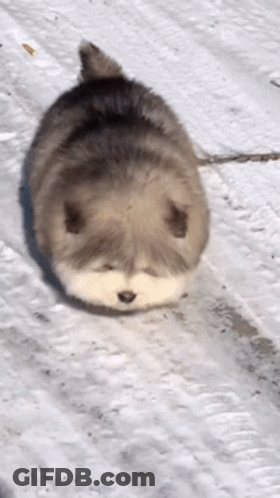 Small Dog Laying On Snow On Leash GIF