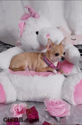 Small Dog Laying On Stuffed Animal GIF