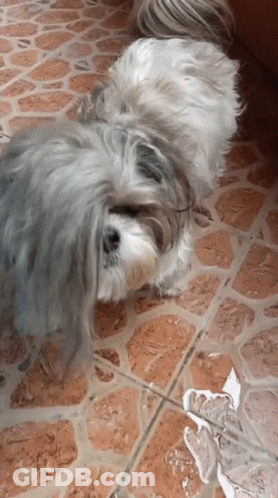 Small Dog Laying On Tiled Floor GIF