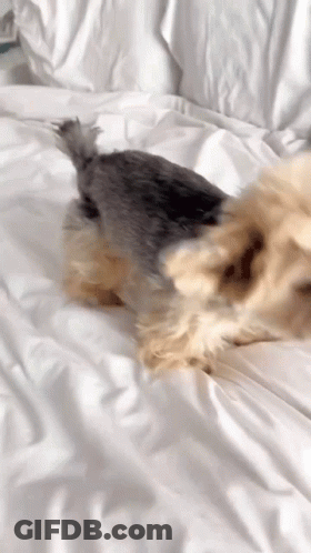 Small Dog Laying On White Bed GIF