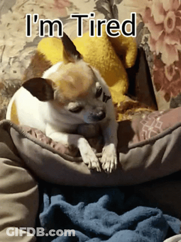 Small Dog Lying On Bed Saying Im Tired GIF