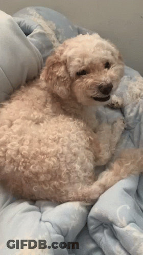 Small Dog Lying On Blue Blanket GIF