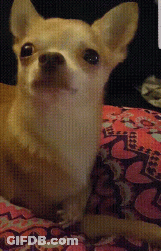 Small Dog Lying On Heart Blanket GIF