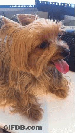 Small Dog Lying On Table With Tongue Out GIF