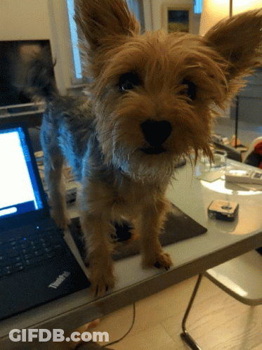 Small Dog Next To Dell Laptop GIF