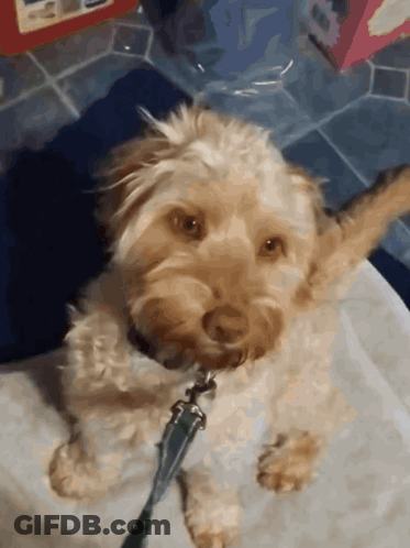 Small Dog On Leash Looking At Camera GIF