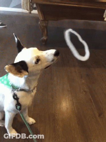 Small Dog On Leash Looking At Ring Saying O GIF