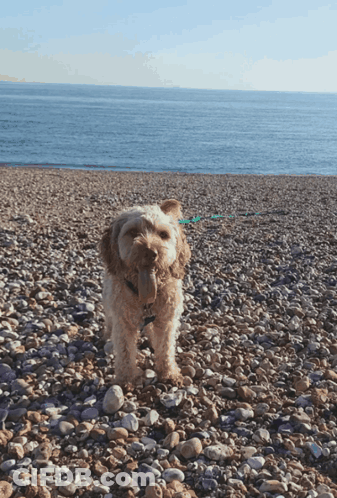 Small Dog On Rocky Beach Looking At Ocean GIF