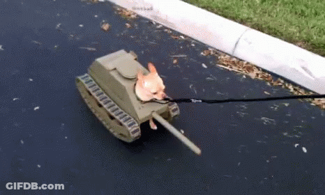 Small Dog Pulled By Cardboard Tank On Leash GIF