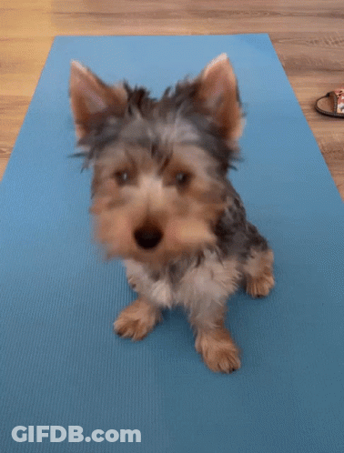 Small Dog Reaching On Yoga Mat GIF