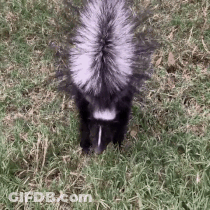 Small Dog Running Away From Skunk GIF