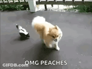 Small Dog Running From Skunk GIF