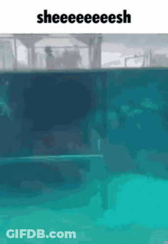 Small Dog Running On Treadmill As Superman GIF