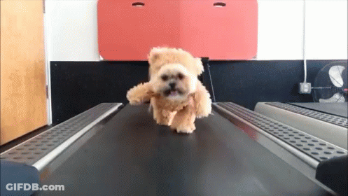 Small Dog Running On Treadmill In Teddy Bear Outfit GIF